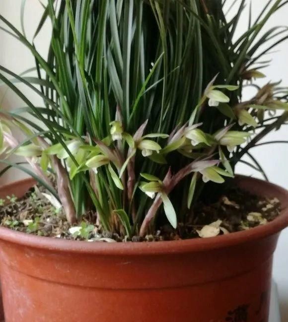 长寿|一棵长寿的花,124个花箭,开花,锅盖打开的方法