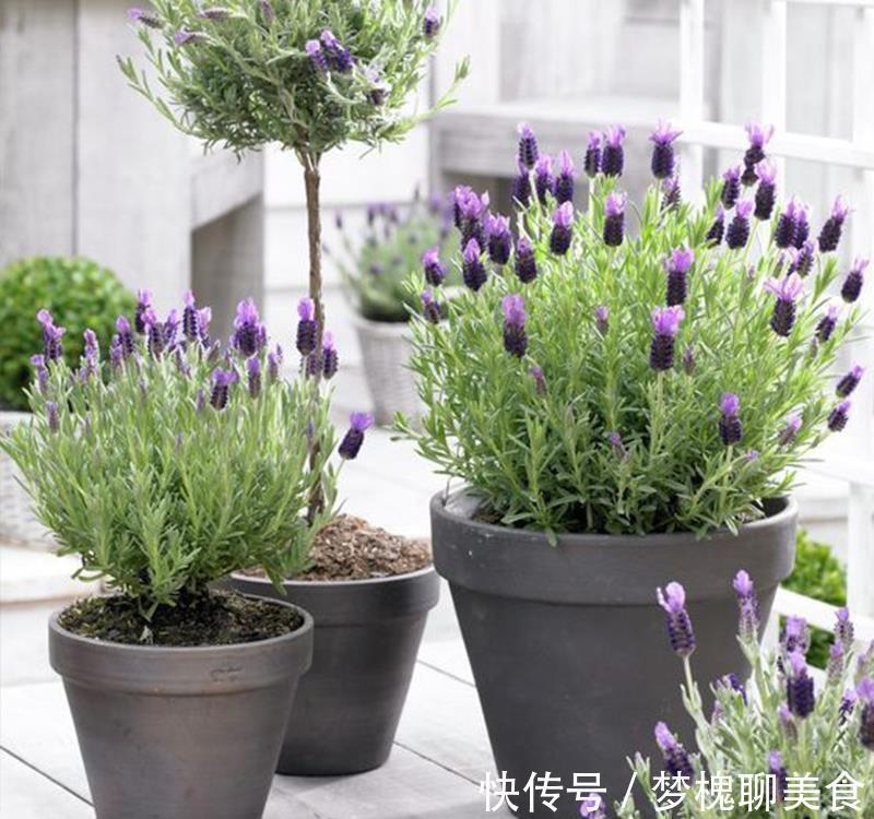 空气|卧室养花，就养几种“健康”花，空气清新促睡眠，一觉睡到大天亮