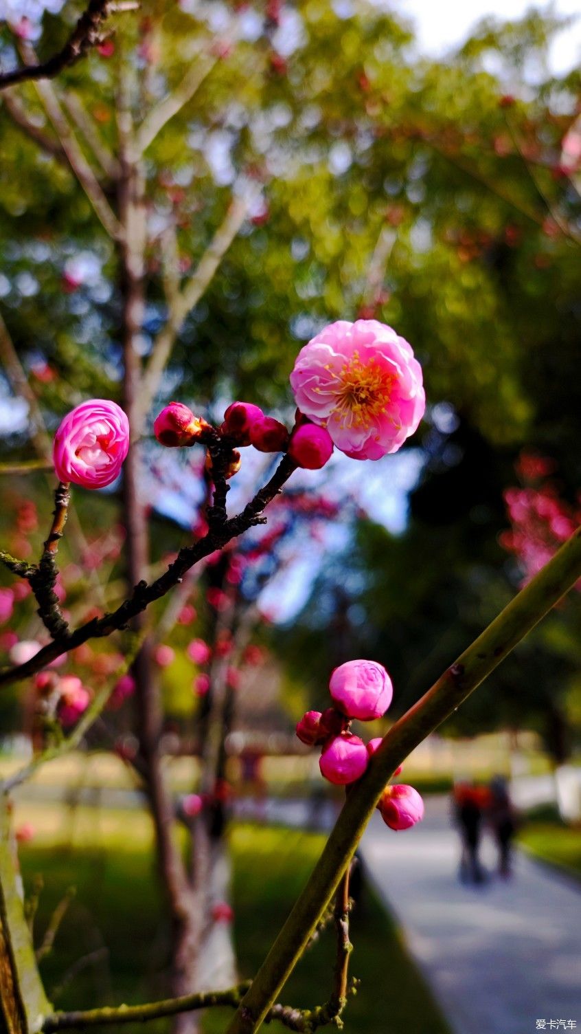 【爱卡踏青季】花枝俏