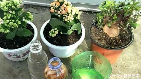 土壤|盆栽土结块怎么办?往土壤中掺杂3样东西,让花草根系越长越旺