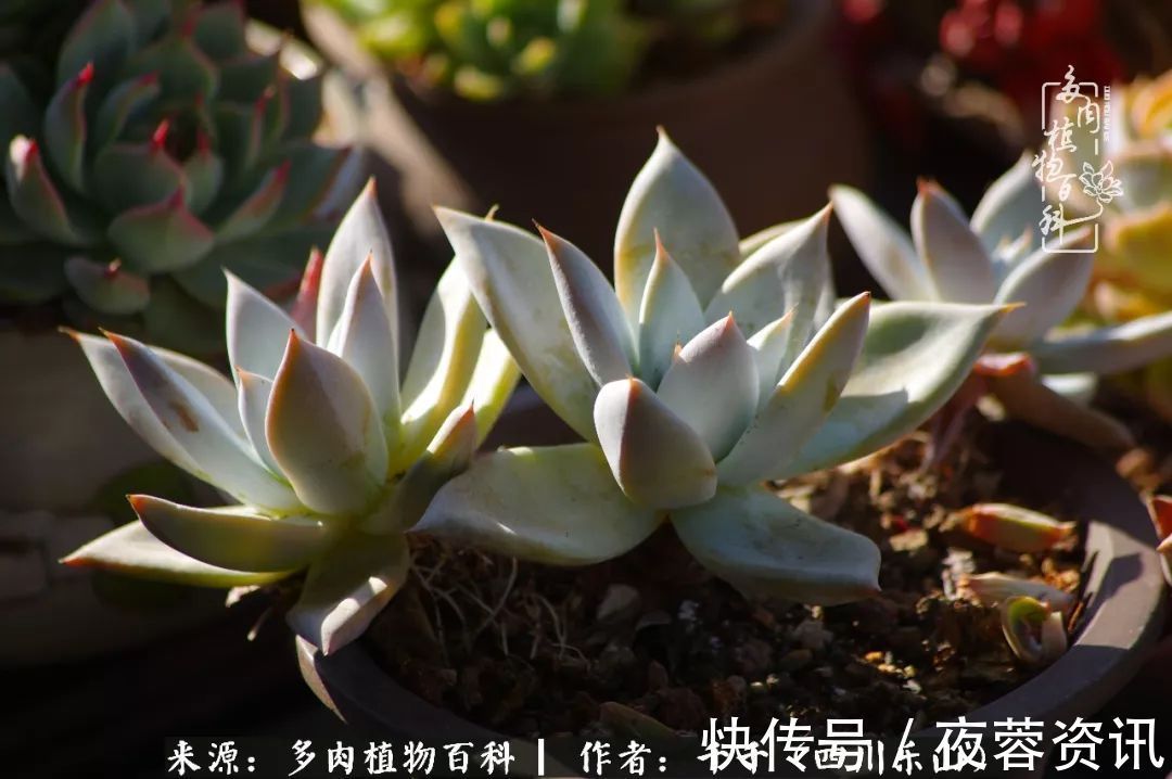 夏天|夏天日晒雨淋,秋老虎来势汹汹,你的多肉准备好逆袭了吗