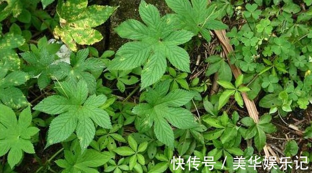 拉拉藤|农村地里一种常见野草,是治“皮肤瘙痒”的好药,一涂很快就见效