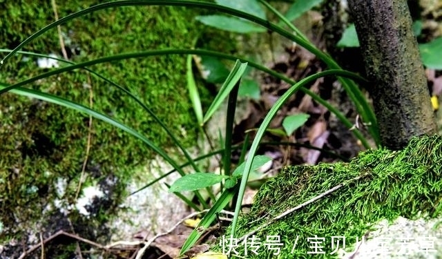 兰花喜酸还是喜碱?很多兰友虽明白,却都做错了