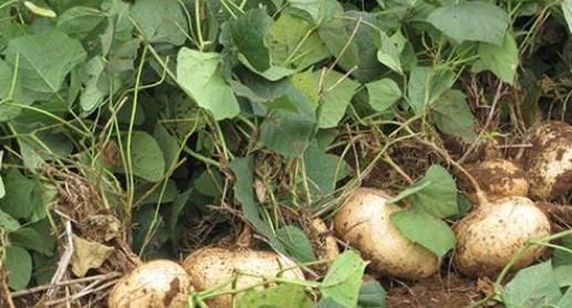 中年|农村一波波的“野草”,叶子有毒根部却大如鹅蛋,多吃可降脂降压