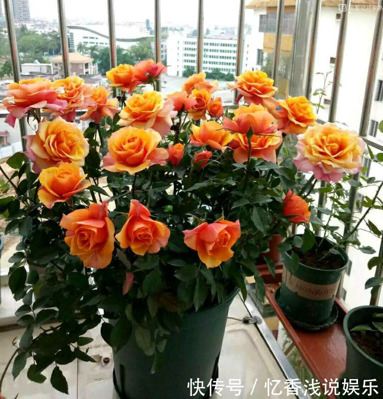这几款菊花,养在家中幽香四溢,花色妖艳妩媚,花朵烂漫迷人眼
