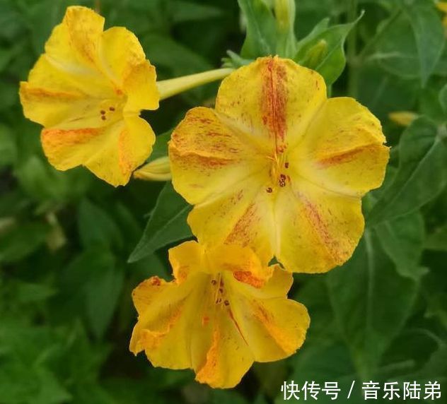 这几款小花，便宜又好养，长势茂盛，花大服盆快，全年开花不断