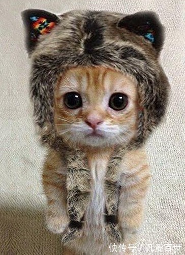 |搞笑动图:看我一动一动的猫耳朵,帅不!