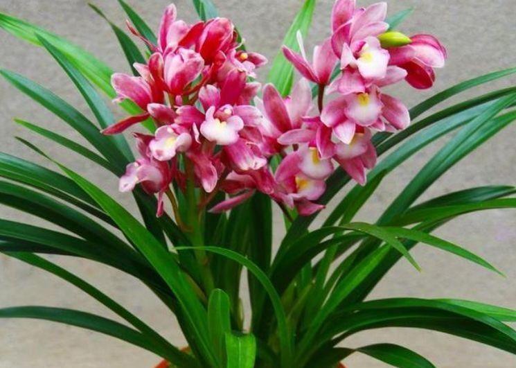 4种花号称是开花王,美成了花园,漂亮好养,开花多