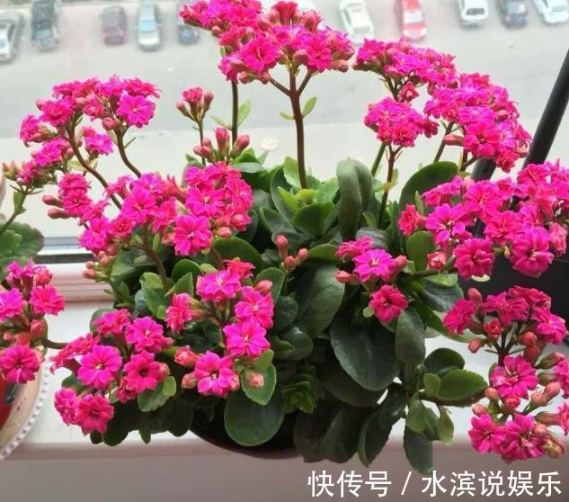 养花,不懂得规避这9个误区,难怪盆栽一直饱受摧残