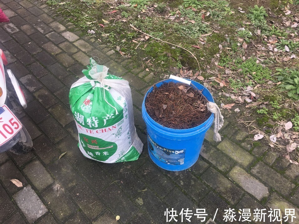 花卉|养花土“别买”，出门挖“2桶”，花卉不烂根、不黄叶，根粗叶绿