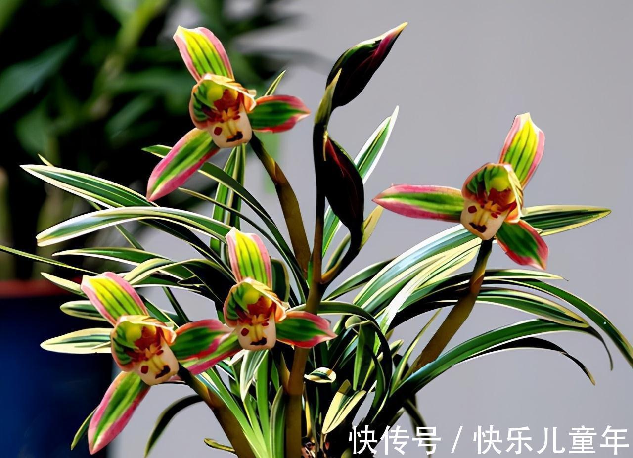 帝王妃|这种兰花极具帝王气息,花色奇特,兰香醇正,值得兰友们收藏