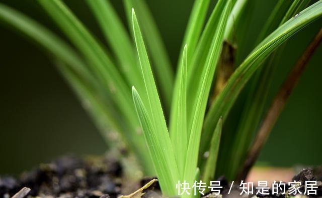 花盆|养兰花不会施肥怎么办?专为新手定制的技巧,不施肥养兰法