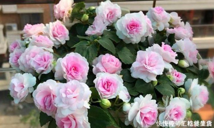 几种花卉养在家里超合适，开花色泽鲜艳，花开枝繁叶茂，韵味十足