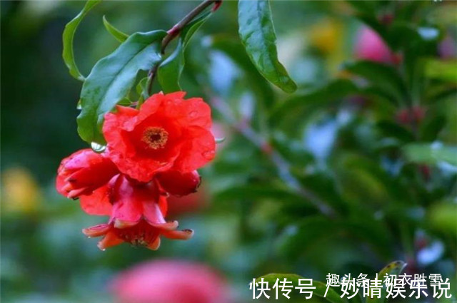 曹雪芹!红楼梦中的芒种节,到底送的是哪位花神,谜底在黛玉的葬花诗前