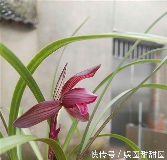 春兰十大红素之首“醉红素”，花色妖艳，兰香浓郁，新手也能养好