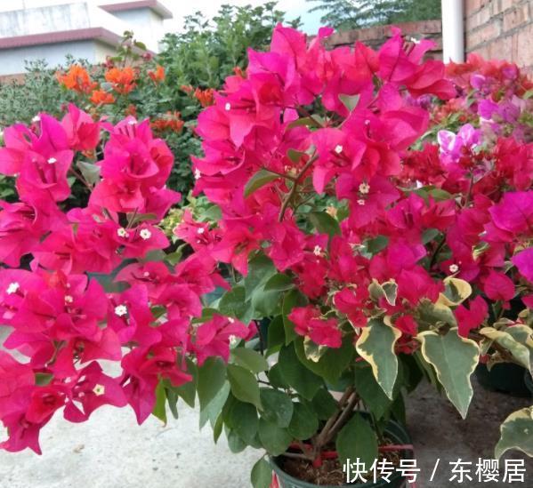 长势|秋天三角梅长出花苞后，两处修剪是重点，做好了花量翻倍