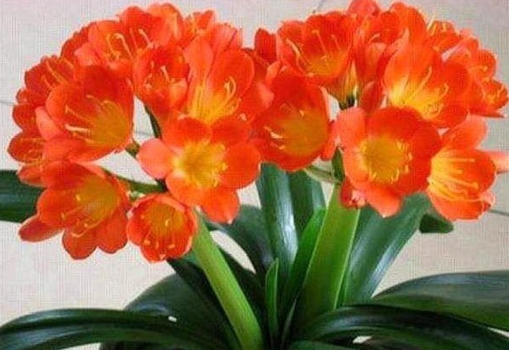 柳树皮、花生壳都不如这“两种土”，简单方便，养啥都易爆盆