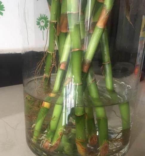 自来水|每次浇花的水都多加一步，没想到是多此一举