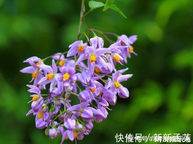 养护|路上遇这“三种花”马上挖回家,遇水易疯长,古代大户人家最爱养