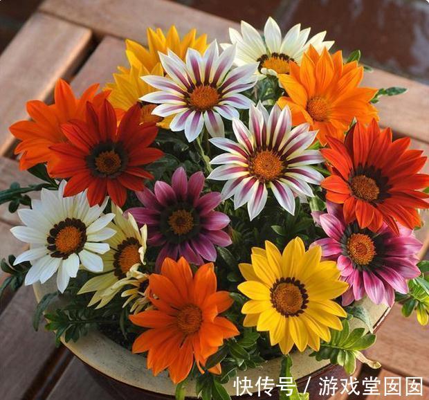 别再乱买花了,这8种花一年开几次,易养活还开花爆盘