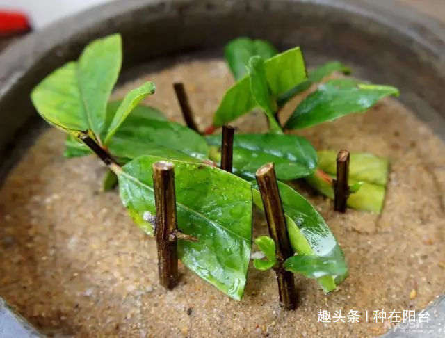 零成本将90地球植物种在阳台上 ,台长教你水陆两栖扦插法