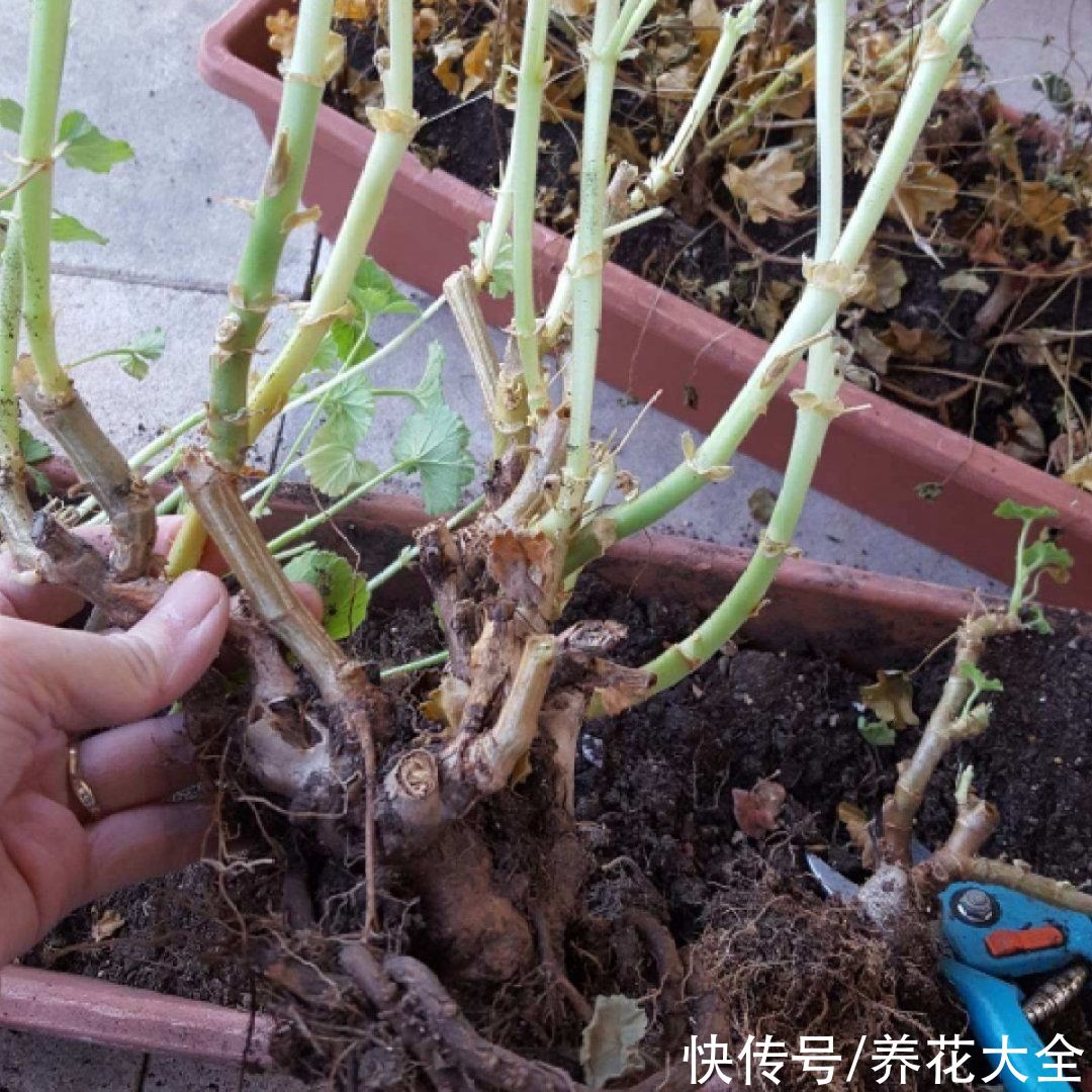 天竺葵|7种花养老桩不好，多扦插、养嫩苗，才能年年开花