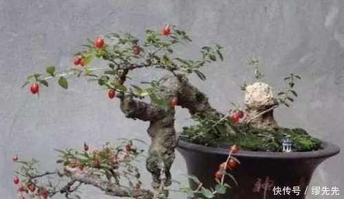 枸杞盆景采挖上盆养护技术,建议收藏!