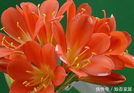 家养君子兰总是难开花用这三种东西堪比肥料,既省钱又实用