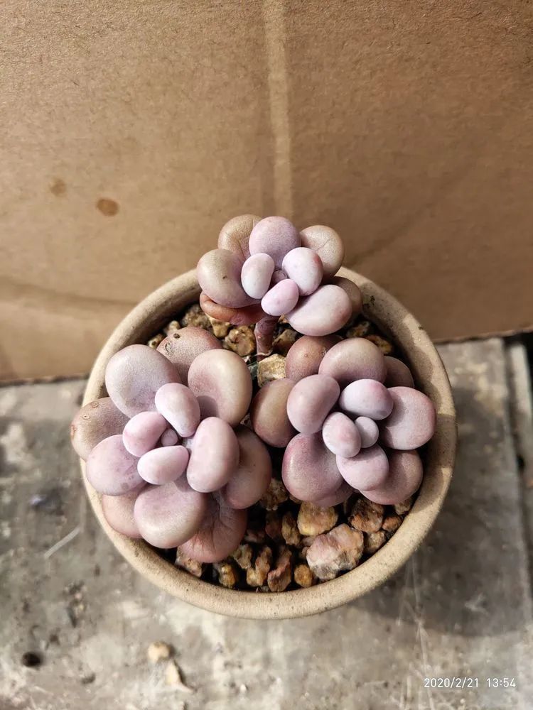 养肉多年的新手我相信它们一定可以变得更美丽!