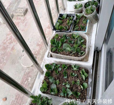 好时机|天气要热了,三种花修剪扦插正当时,小编已经迫不及待了