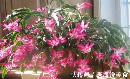 绿萝|4种花是花中“酒鬼”,每月喝两杯,根壮叶肥厚,还能多开花