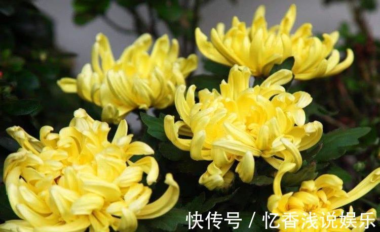 这几款菊花,养在家中幽香四溢,花色妖艳妩媚,花朵烂漫迷人眼