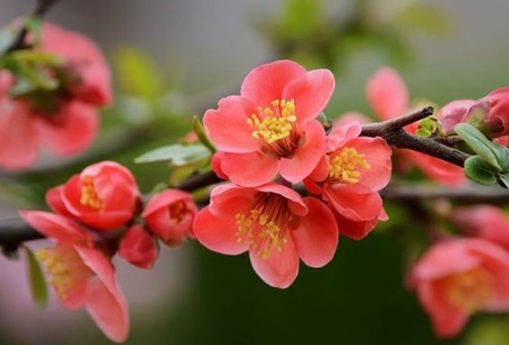 算命|算命的说这三个生肖的女人,比较顾家庭重情义,婚后容易受委屈