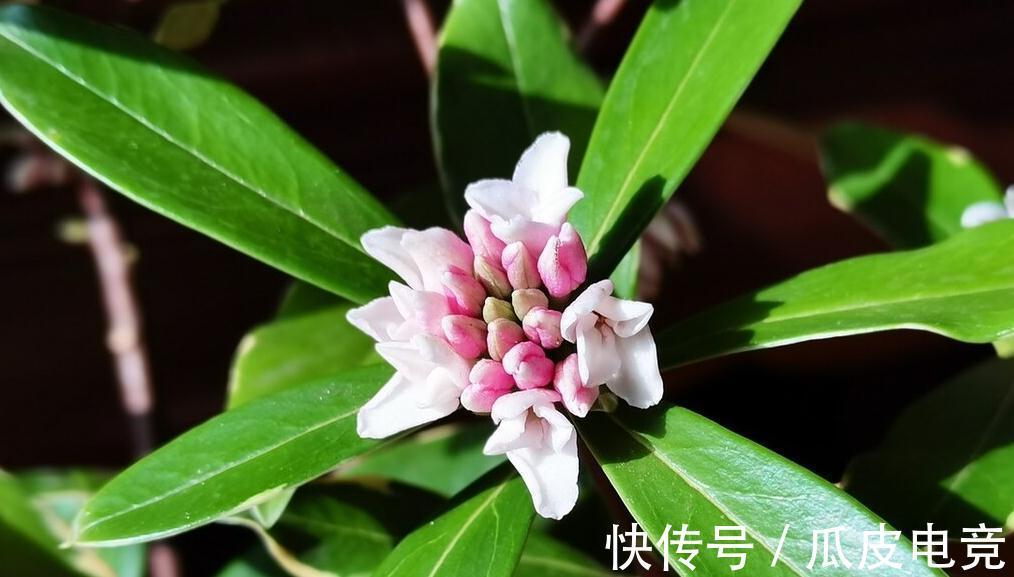 马上进入2022年,新的一年即将开启,为你推荐25种漂亮的花卉