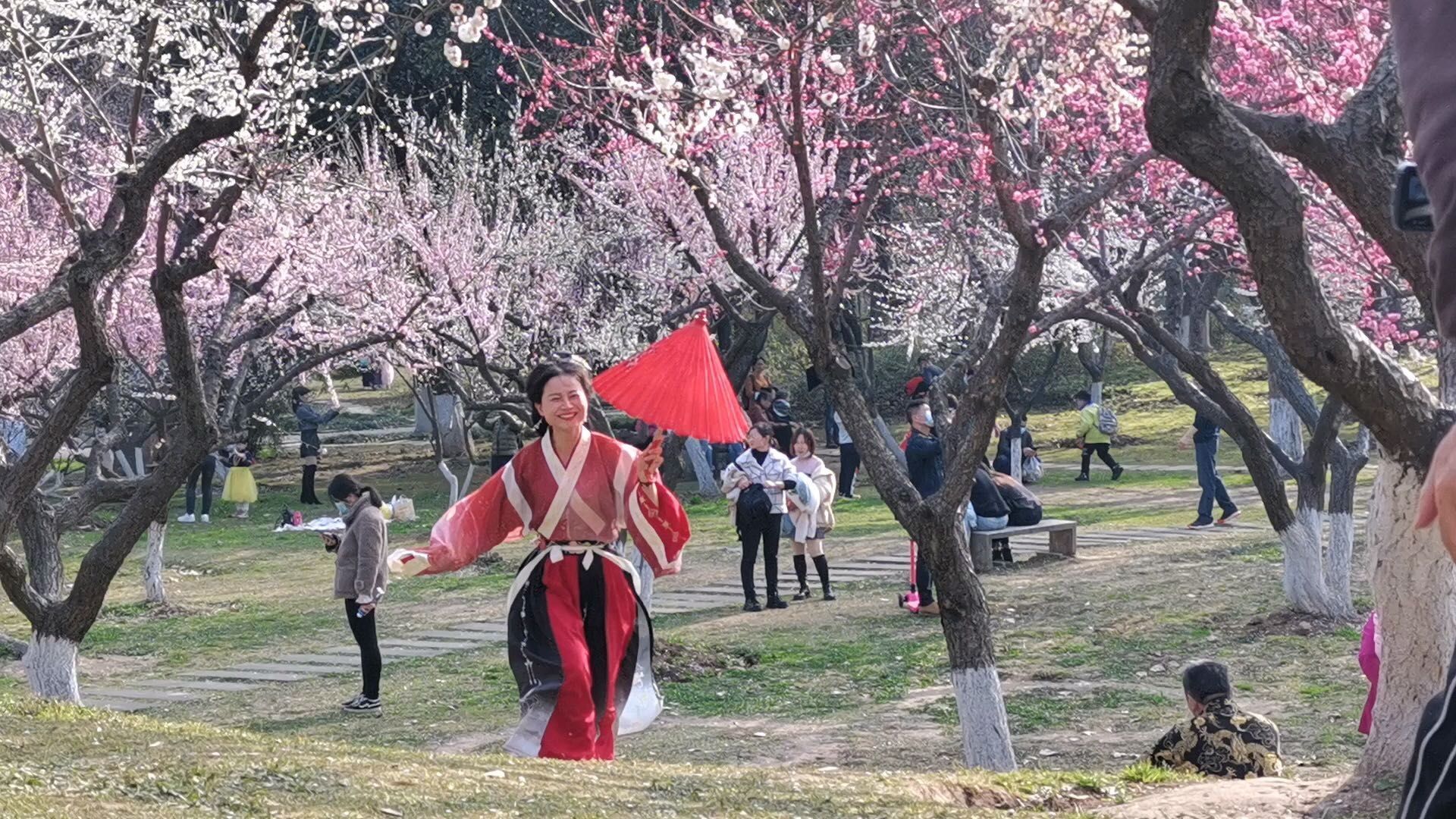 老年|梅花、早樱、玉兰、郁金香，武汉公园里百花齐放，你赏花了吗？