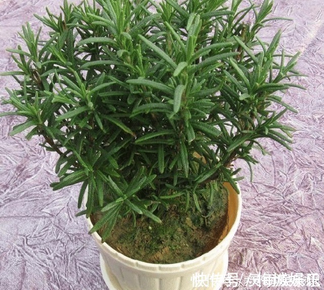 无花果树|六种“冻不死”植物,沾土既活,放在家里满屋香!身体还会更健康