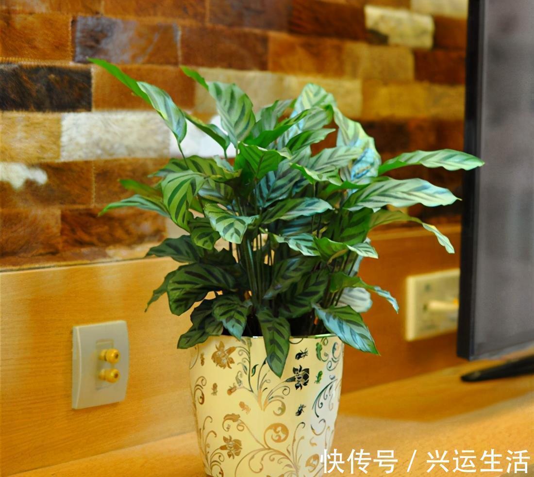 什么花就用什么花盆,选对了花盆,养啥花都能长得好