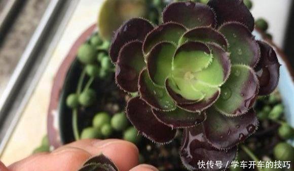 多肉法师想“爆头”不用砍刀,3个方法不露痕迹,变成“伪老桩”!