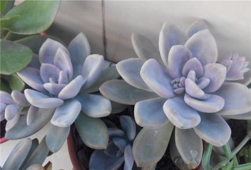 养多肉10年,总结出5种价格便宜、好看好养的多肉,适合新手!