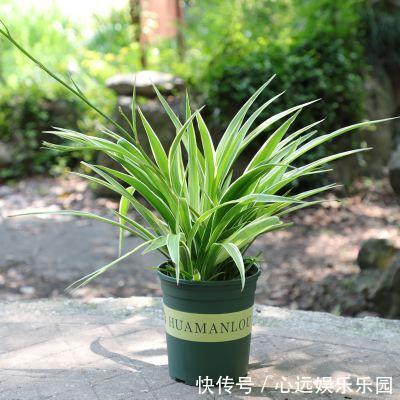 金边|金边吊兰真漂亮,盆里埋层“养花料”,新叶猛长还抽穗!