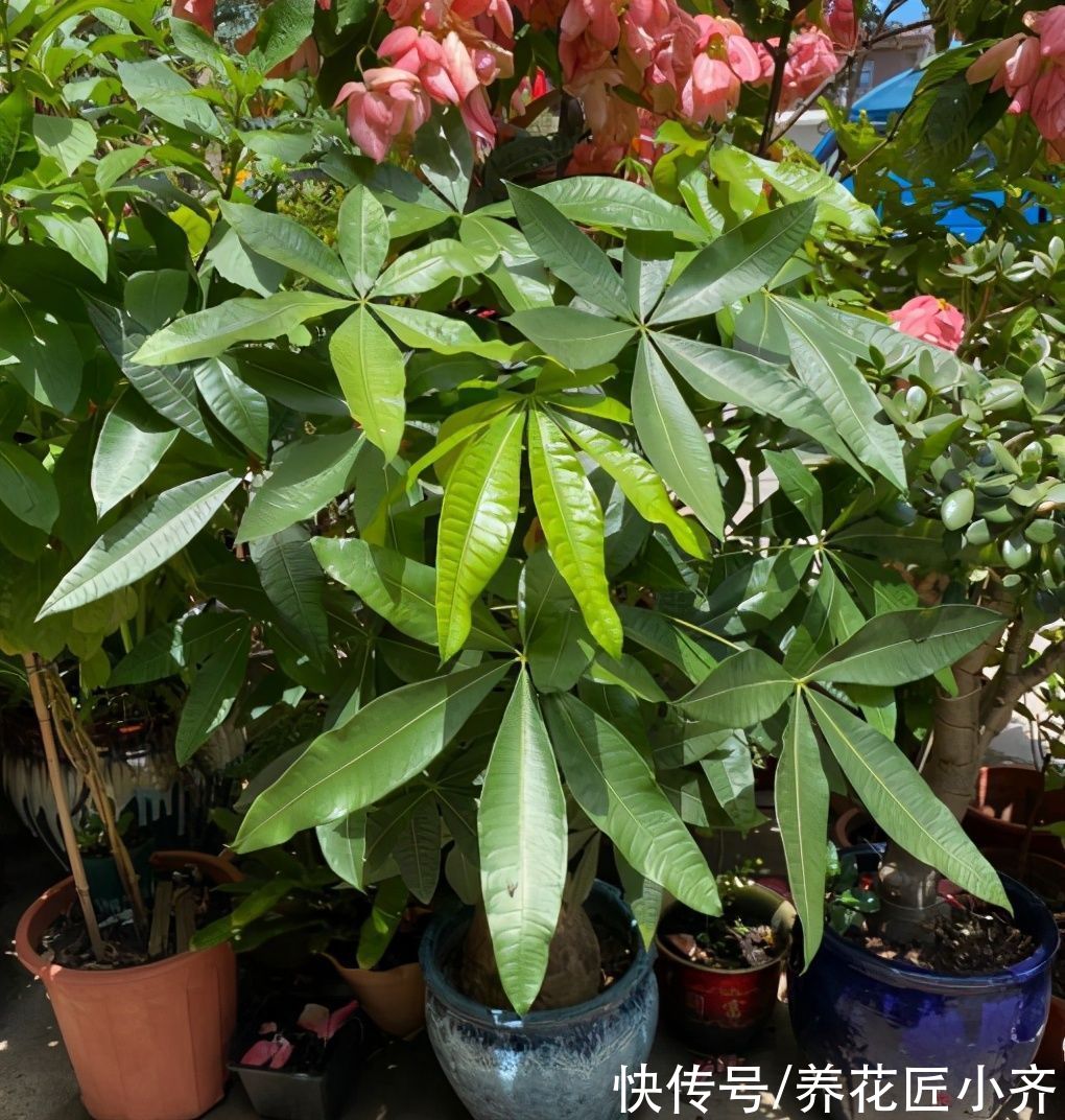 黄叶|如果你养着“大型绿植”，想要不落叶，不黄叶，把这4点做好