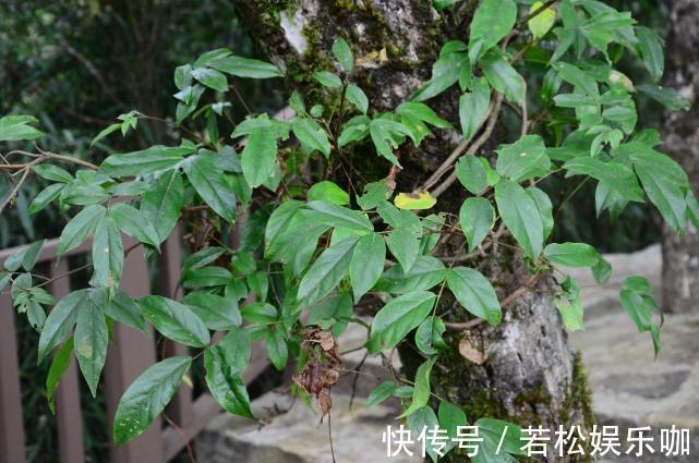 它非常珍贵,若是你的家乡也有,要珍惜,别当柴火烧