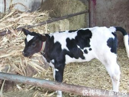 致病菌|新生牛犊拉稀用什么药?牛犊拉稀用什么药最快?本文有完整方案