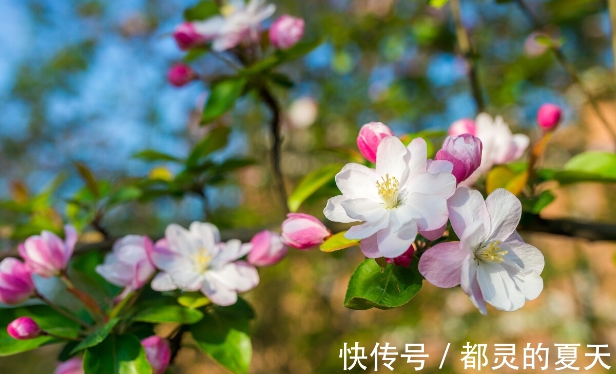 天秤们|十月中旬桃花朵朵开，爱情运势很旺的星座