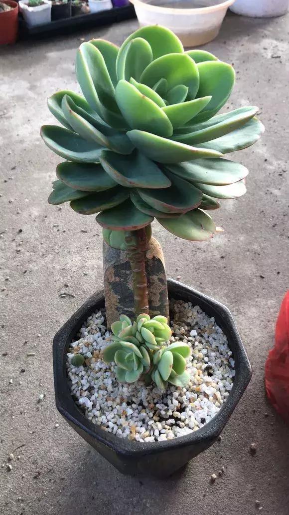 4种大型多肉超霸气,个个都是“巨无霸”,越养越值钱!