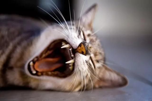 如何区分猫肥胖与猫腹水