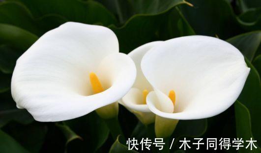 满屋|从9月7日开始,家养此款花卉,满屋飘香,花开繁多