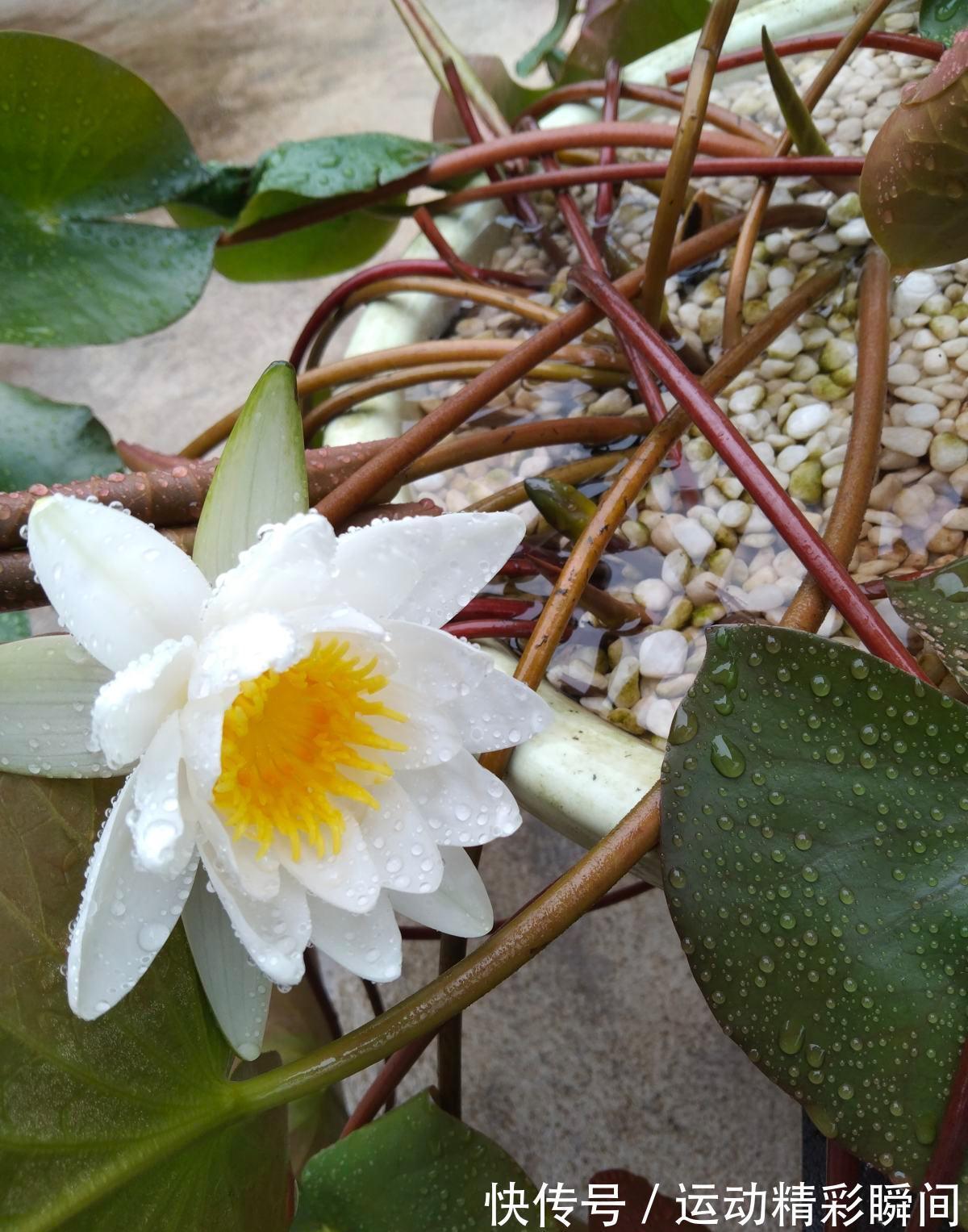 越漂亮的花越神秘，这10种花，都有一个美丽的传说