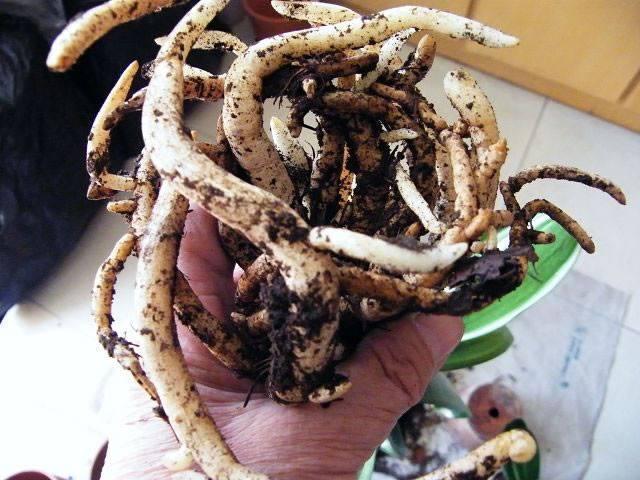 换盆一定要浇“定根水”别傻,3种花别浇,不然黑腐又烂根
