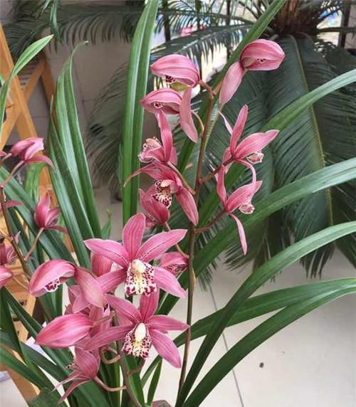  兰花|它是兰花中的“妖精”，花苞又大又香，花色越开越红，新手也能养